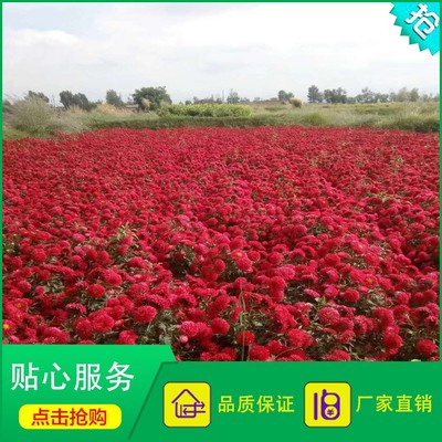 廠家直銷的翠菊種子 重瓣紅色翠菊與江西臘七月的綠化價值與新視角