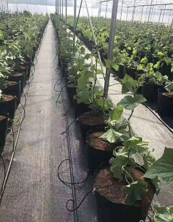 果樹下蓋草布的好處 專業(yè)養(yǎng)殖戶為何選擇生態(tài)防草布？